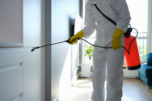 Best Black Mold Removal  in Forreston, IL