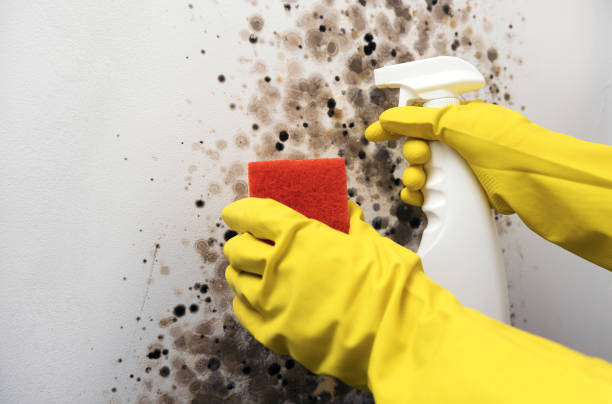 Best Same-Day Mold Removal  in Forreston, IL