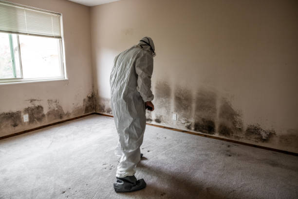 Reliable Forreston, IL Mold Removal Solutions